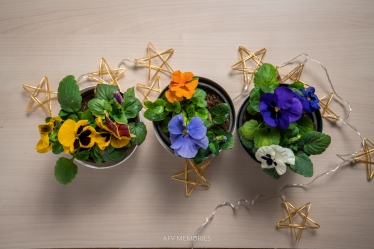 afvmemories #1616992