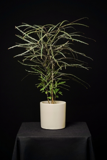 Subtirelu Adrian #1700890