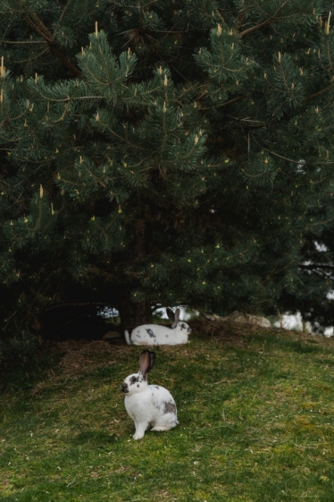 Fotografie realizată de FOCALIZAT - #2015348