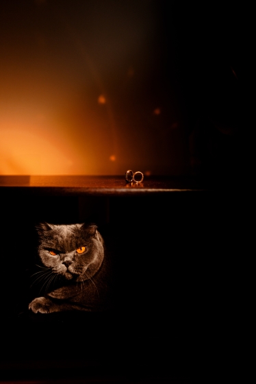 Axucc Photographer #2083070