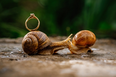 Romeo Mihail Photography #2083527