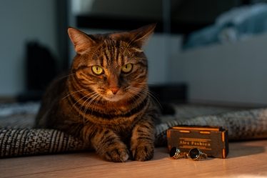 Antonio Vitalia #2096608