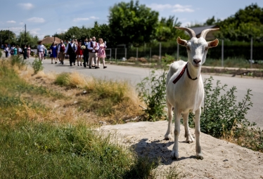 Belea Ionut Cristian #2104902