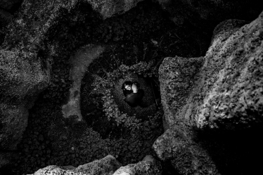 Roland Koromi #2109316