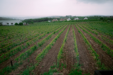 Fotografie realizată de Iustin Porumbescu - #2120447