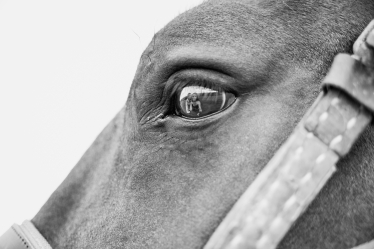 Ime photography #2168826
